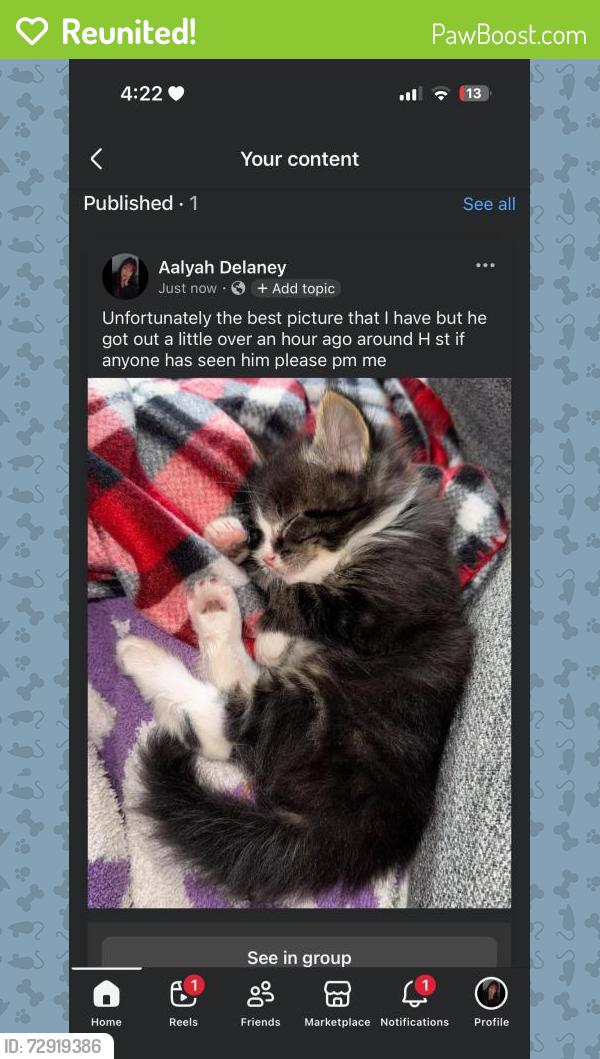 Reunited Male Cat last seen W sixth st, Centralia, WA 98531