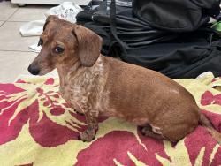 Reunited Female Dog last seen Oak hollow & oak leaf lane, Bedford TX, Bedford, TX 76021