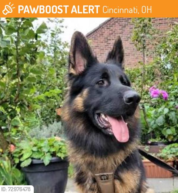 Found/Stray Unknown Dog last seen Goda and Airymont Ct , Cincinnati, OH 45211
