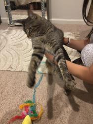 Reunited Male Cat last seen Garden stone ln, Fairfax County, VA 22031