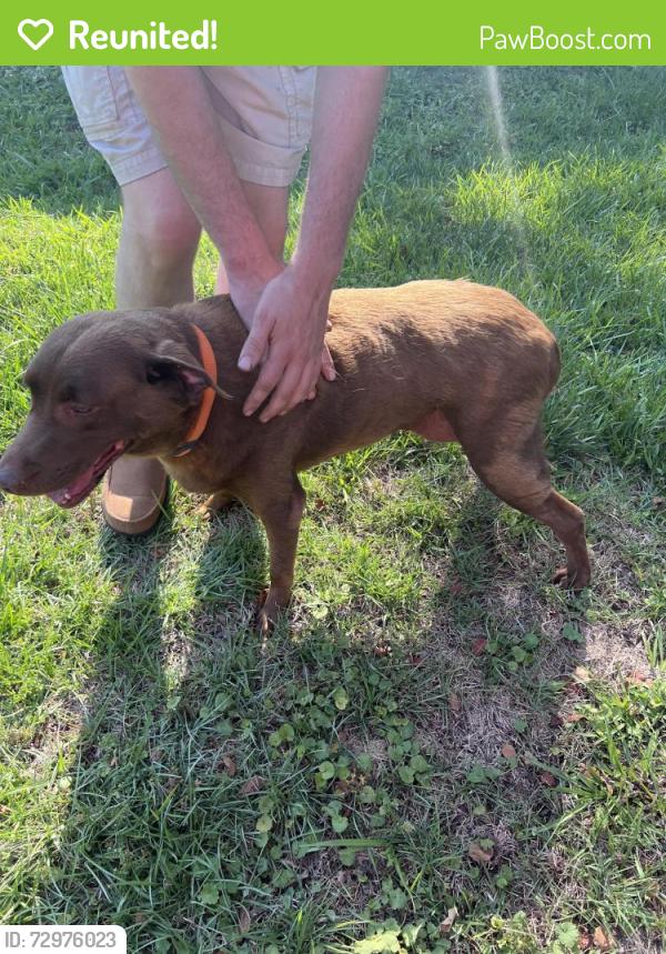 Reunited Female Dog last seen Rey de reye church, Smithfield, NC 27577