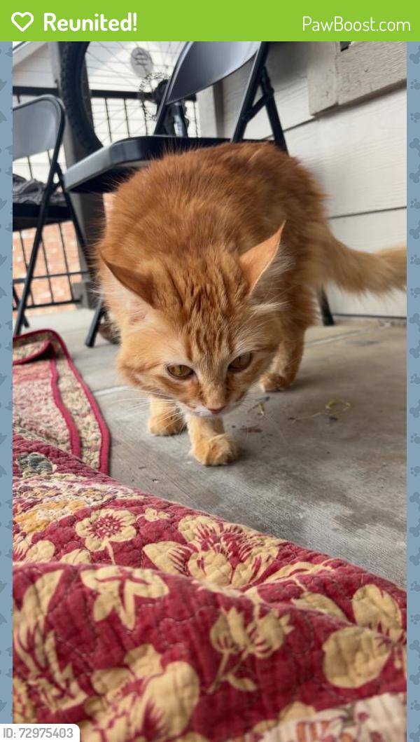 Reunited Male Cat last seen Menchaca & Ravenscroft, Austin, TX 78748