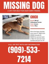 Lost Male Dog last seen Amanda st, San Bernardino, CA 92404
