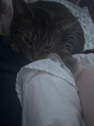 Lost Male Cat last seen Near Maplewood avenue , Isanti, MN 55040