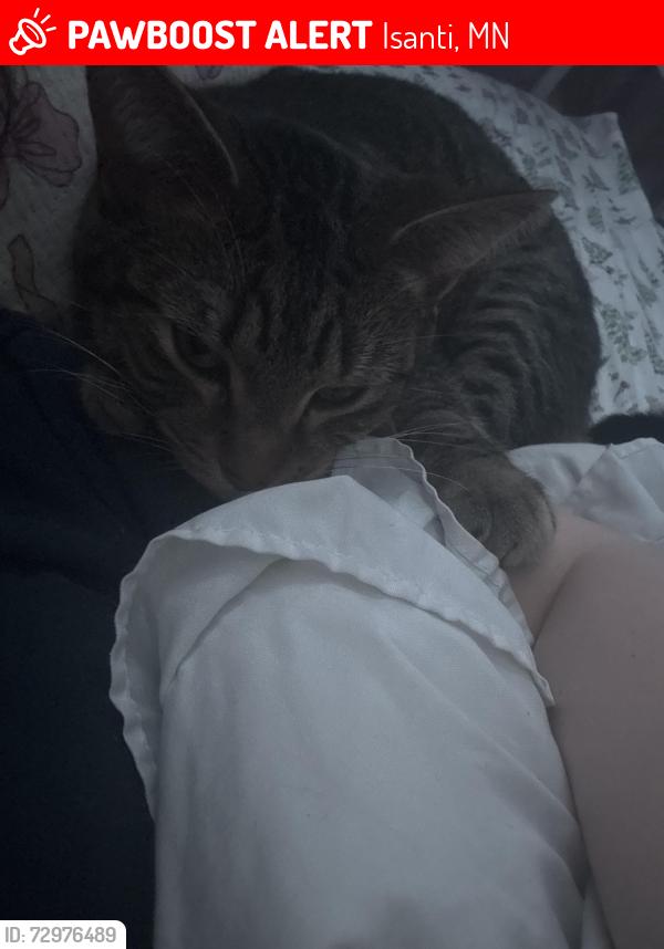Lost Male Cat last seen Near Maplewood avenue, Isanti, MN 55040