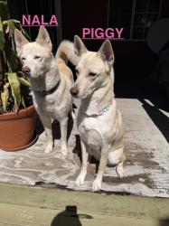 Reunited Female Dog last seen Osborne/ Nordhoff, Los Angeles, CA 91331
