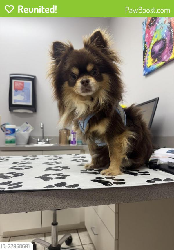 Reunited Male Dog last seen S cobb drive , Smyrna, GA 30082