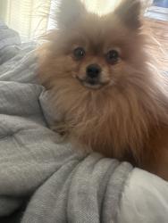 Reunited Male Dog last seen Close to pine view , Huntsville, UT 84317