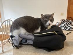 Lost Male Cat last seen Brooklyn Heights, Brooklyn Heights, OH 44131