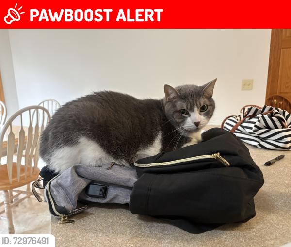 Lost Male Cat last seen Brooklyn Heights, Brooklyn Heights, OH 44131