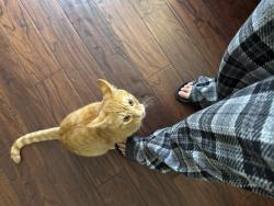 Lost Male Cat last seen Murray blvd and downing st, Beaverton, OR 97006