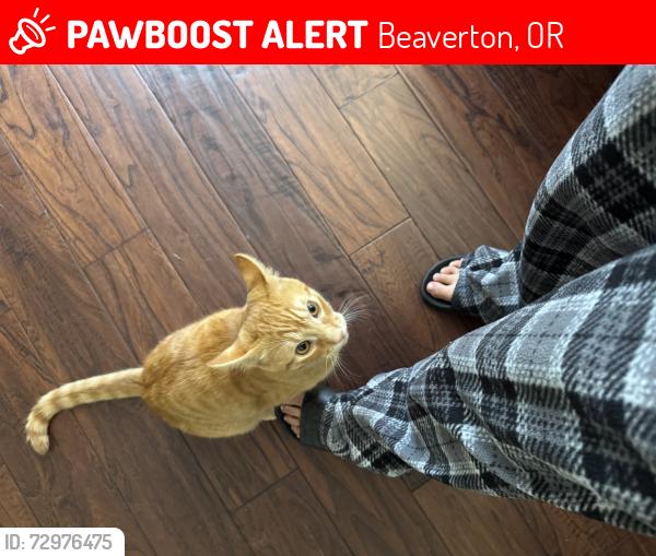 Lost Male Cat last seen Murray blvd and downing st, Beaverton, OR 97006