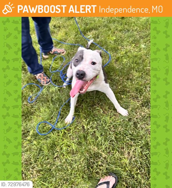 Surrendered Male Dog last seen 23St and Crysler Ave near Crysler Stadium, Independence, MO 64055
