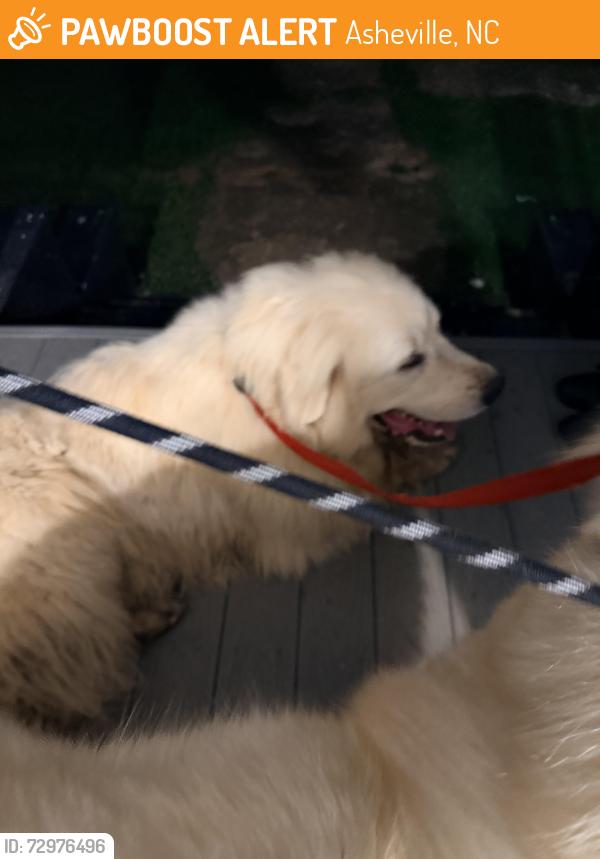 Found/Stray Unknown Dog last seen Near old Hwy 20 rd, Asheville, NC 28806