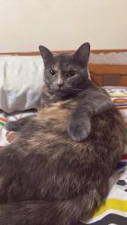 Lost Female Cat last seen S Fawn St, Cornelius, OR 97113