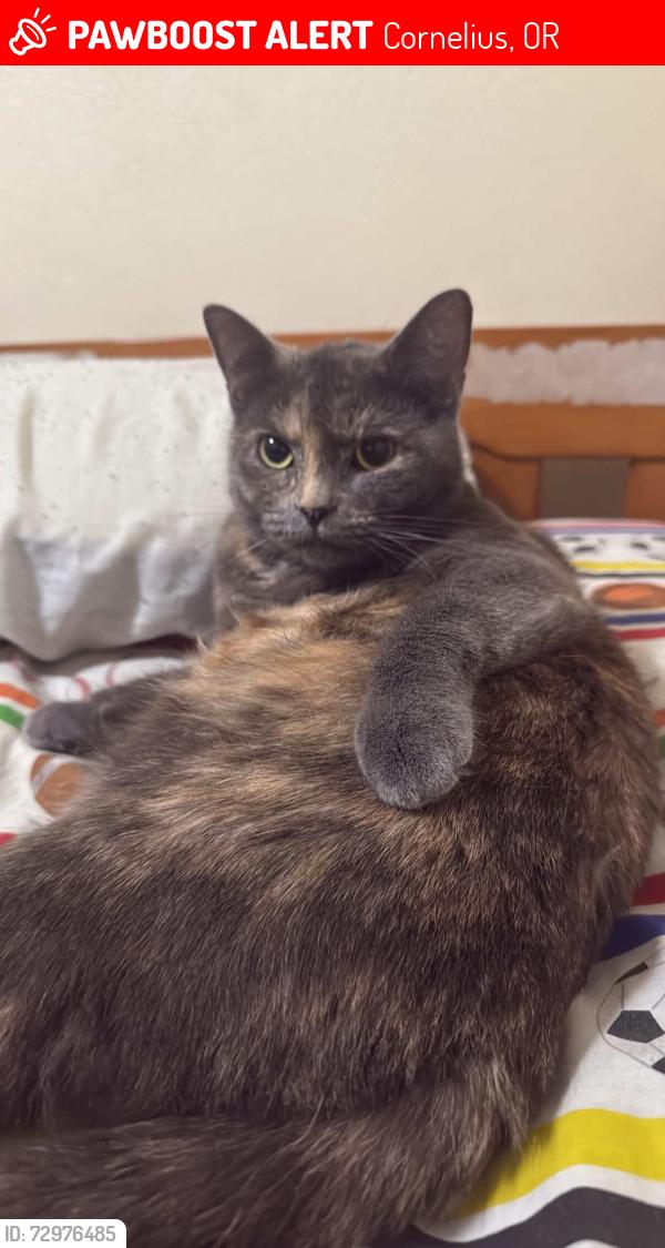 Lost Female Cat last seen S Fawn St, Cornelius, OR 97113