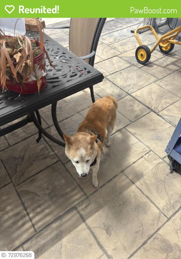 Reunited Male Dog last seen Winchester and Williams, San Jose, CA 95117