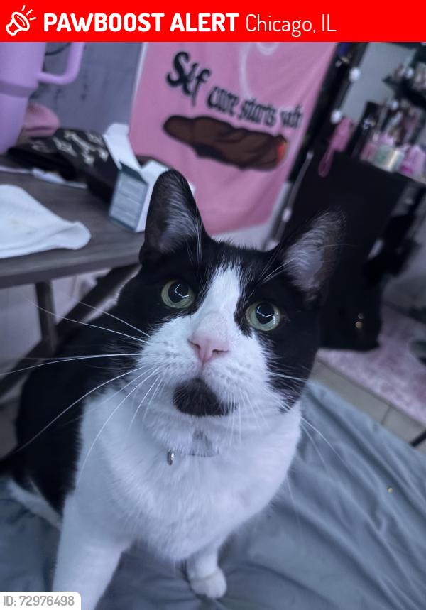 Lost Male Cat last seen Flower Shop, Chicago, IL 60634