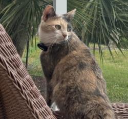 Lost Female Cat last seen Garlington Road Between Pelham and Roper Mountain Near First Presbyterian Academy, Greenville, SC 29615