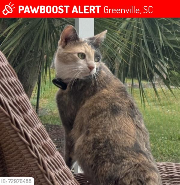 Lost Female Cat last seen Garlington Road Between Pelham and Roper Mountain Near First Presbyterian Academy, Greenville, SC 29615