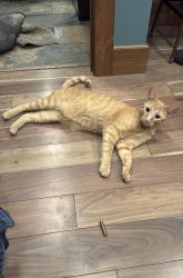 Lost Male Cat last seen Jacob white Rd, Licking County, OH 43031