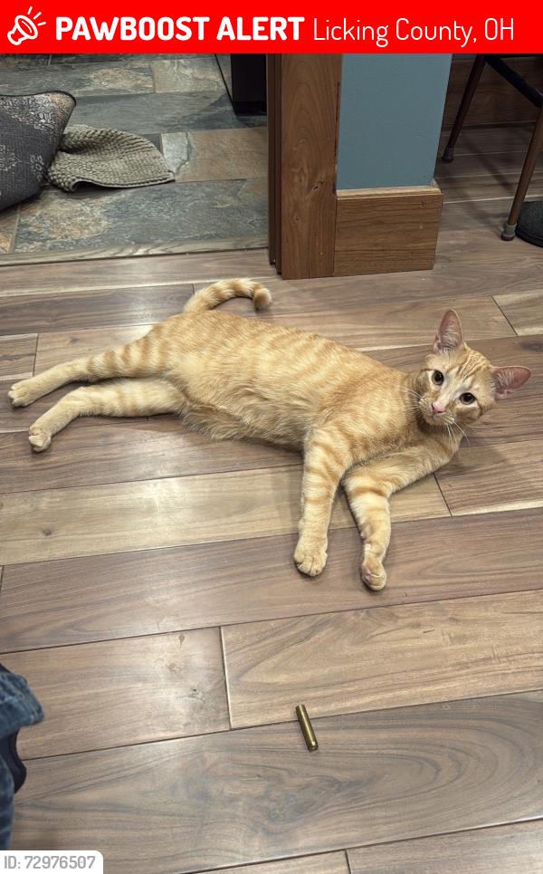 Lost Male Cat last seen Jacob white Rd, Licking County, OH 43031