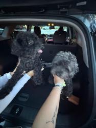 Reunited Male Dog last seen Tribble mill Mark Lawrenceville, Gwinnett County, GA 30045