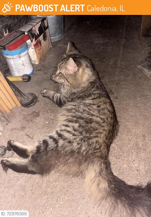 Found/Stray Male Cat last seen Randolph st, Caledonia, IL 61011