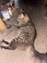 Found/Stray Male Cat last seen Randolph st, Caledonia, IL 61011