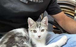 Lost Unknown Cat last seen Barbour dr , Fairfax, VA 22032