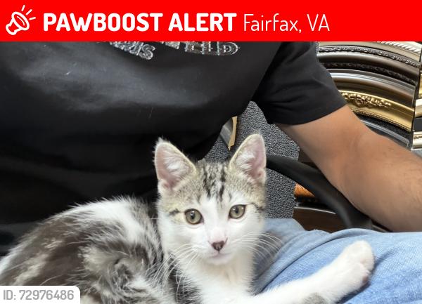 Lost Unknown Cat last seen Barbour dr , Fairfax, VA 22032