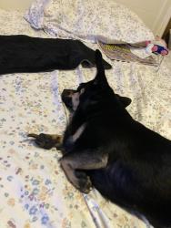 Reunited Male Dog last seen Near s and midland, Roy, UT 84067