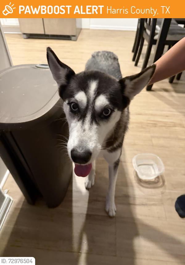 Found/Stray Female Dog last seen Becker rd, Harris County, TX 77447