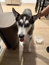 Found/Stray Female Dog last seen Becker rd, Harris County, TX 77447