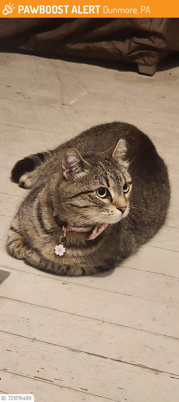 Found/Stray Unknown Cat last seen Quincy Ave and Grove Street, Dunmore, PA 18510