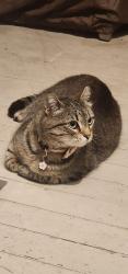 Found/Stray Unknown Cat last seen Quincy Ave and Grove Street, Dunmore, PA 18510