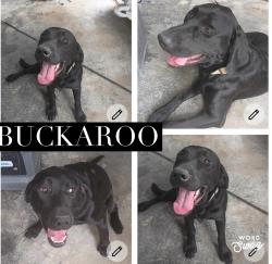 Lost Male Dog last seen Near Mountian Ridge Dr Spring Branch TX 78070 U, Spring Branch, TX 78070