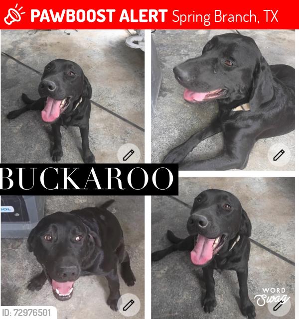Lost Male Dog last seen Near Mountian Ridge Dr Spring Branch TX 78070 U, Spring Branch, TX 78070