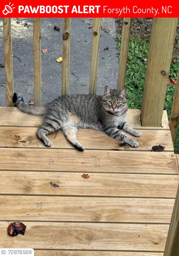 Lost Female Cat last seen Habersham Dive, Abington neighborhood, Kernersville , Forsyth County, NC 27284