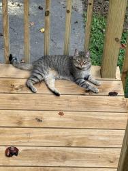 Lost Female Cat last seen Habersham Dive, Abington neighborhood, Kernersville , Forsyth County, NC 27284