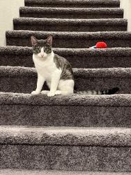 Lost Male Cat last seen Decatur and Elkhorn, North Las Vegas, NV 89084