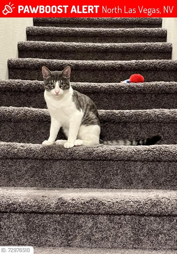 Lost Male Cat last seen Decatur and Elkhorn, North Las Vegas, NV 89084