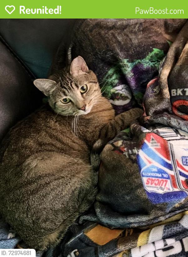 Reunited Female Cat last seen 47th Ave and encanto , Phoenix, AZ 85035