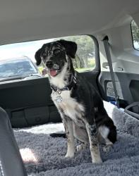 Reunited Male Dog last seen O'Daniel Rd, Guadalupe County, TX 78155