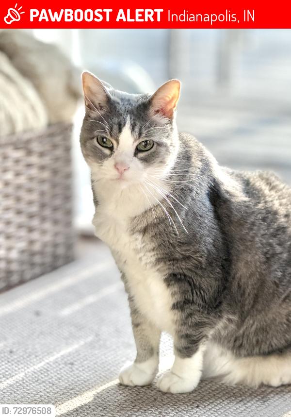 Lost Female Cat last seen 106th and Washington blvd , Indianapolis, IN 46280