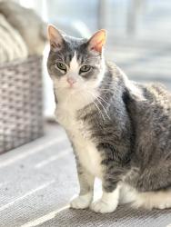 Lost Female Cat last seen 106th and Washington blvd , Indianapolis, IN 46280
