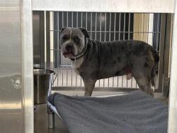 Shelter Stray Male Dog last seen Near BLOCK W ARCHER PL, DENVER CO 80219, 1241 W Bayaud Ave, Denver, CO 80223, USA