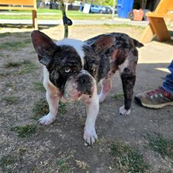 Shelter Stray Male Dog last seen Near BLOCK NEWBROOK AVE, CERRITOS CA, Cerritos, CA 90703, USA