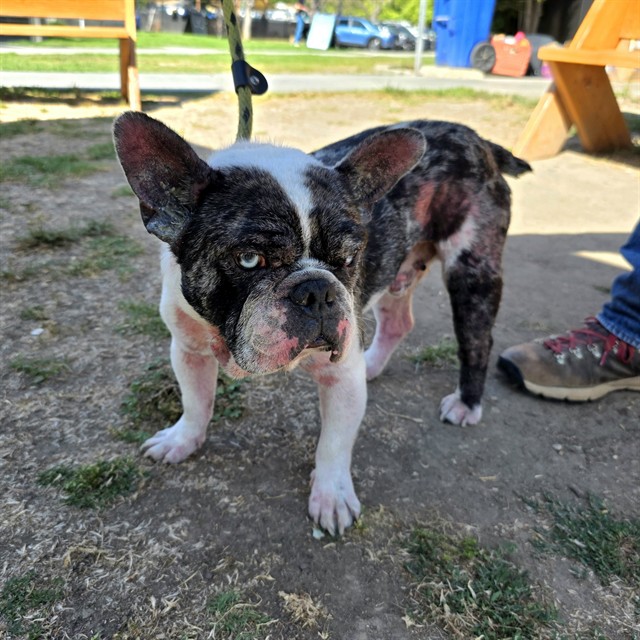 Shelter Stray Male Dog last seen Near BLOCK NEWBROOK AVE, CERRITOS CA, Cerritos, CA 90703, USA