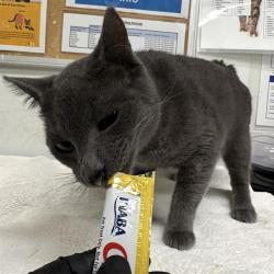 Shelter Stray Male Cat last seen , Camarillo, CA 93010